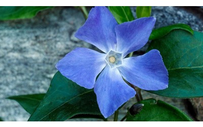 Pervinca: coltivazione, cura ed esposizione