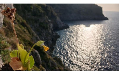 Primula palinuri il fiore delle scogliere rischia di scomparire