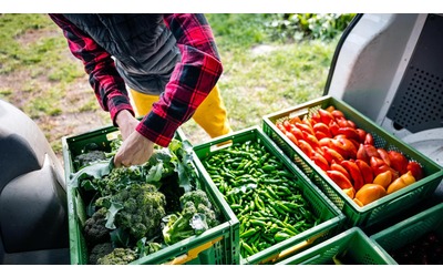 Quali sono i cibi pi sostenibili