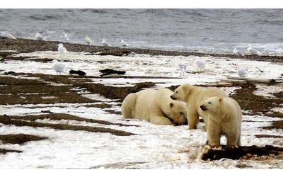 Riscrivendo il loro DNA gli orsi polari potrebbero adattarsi al clima che cambia