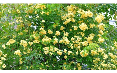 Rosa banksiae potatura cura e consigli per una fioritura perfetta