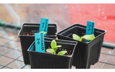 Se aumentano le temperature le piante assorbono più nanoplastiche
