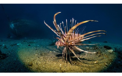 Specie aliene, per frenare la diffusione del pesce scorpione inizieremo a mangiarlo