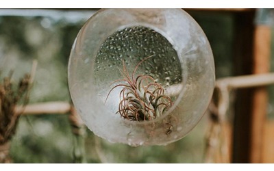 Tillandsia, come coltivare la “pianta dell’aria”