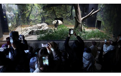 Tokyo i gemelli tornano in Cina la fine della diplomazia dei panda