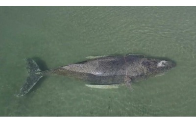 Truffe sciamani e follie storia di Timmy la balena che emoziona la Germania
