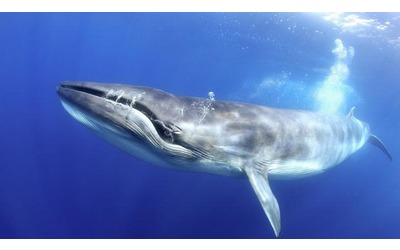 Un silenzio inaspettato e preoccupante: i suoni scomparsi delle balenottere azzurre