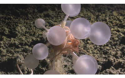 Una spugna carnivora tra le nuove 30 specie trovate negli abissi dell’Oceano Antartico