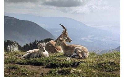 Biodiversit conservazione fuori rotta
