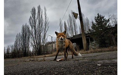 Cernobyl un laboratorio a cielo aperto