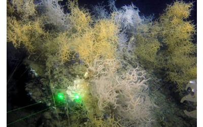 Coralli e spugne al via il restauro degli ecosistemi profondi nel Golfo di Napoli