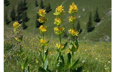 Giornata mondiale natura selvatica a rischio piante medicinali e aromatiche