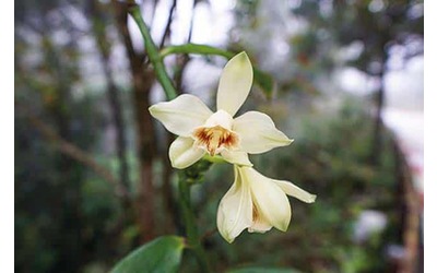 Il futuro amaro della spezia pi dolce