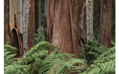 In Australia un registro pubblico sulla qualit degli interventi su alberi e foreste