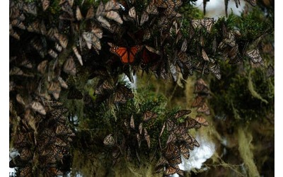 La farfalla monarca è in declino, in Usa si lavora per salvarla