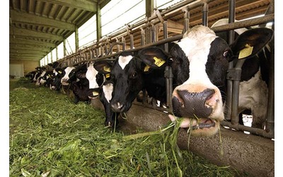 Metano in Italia pi della met proviene dal settore alimentare