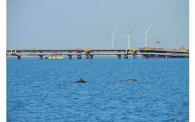 Parchi eolici marini e cetacei, la convivenza è possibile