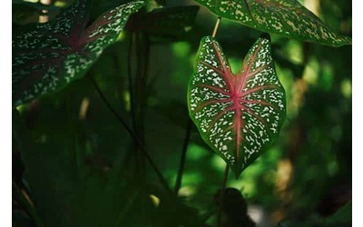 Se fa più caldo, le piante assorbono più nanoplastiche. Lo studio