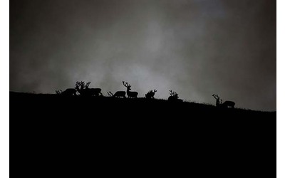 Tra crisi climatica e nuove malattie, per i cervi si prospetta un futuro incerto