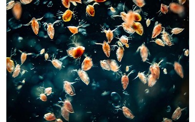 Troppi inquinanti per le pulci d’acqua