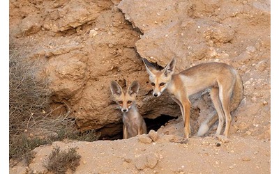 Troppo caldo nel deserto il clima minaccia le specie Lo studio