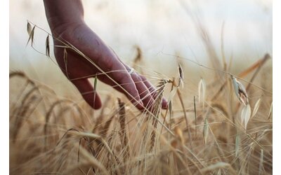 Agricoltura sostenibile, sperimentato un nuovo biopesticida. Alternativa al rame?