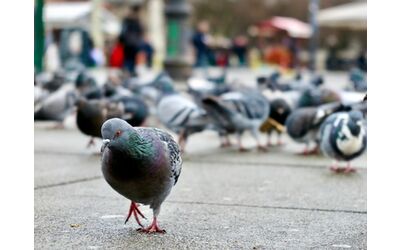 Danni alla carrozzeria a causa dei volatili un semplice sacchetto di plastica la soluzione