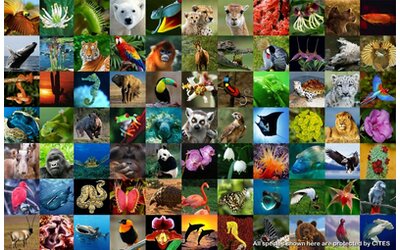 Giornata Mondiale della Biodiversità, ecco le iniziative presentate
