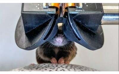 MouseGoggles: la realtà virtuale in miniatura per topi da laboratorio