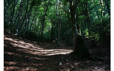 Netflix finanzia il progetto Fields & Forests per riforestare gli USA in 15 anni