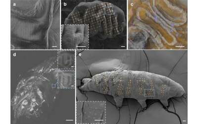 Nuove frontiere nella nanotecnologia: tatuaggi sui tardigradi