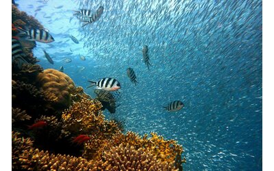 Tutela della biodiversità, la strategia dell'Unione Europea