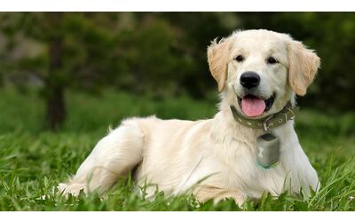 Voli aerei più pet friendly, da oggi i cani di taglia grande possono viaggiare in cabina: le regole