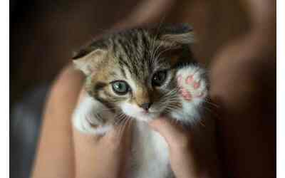 C’è un gattino dolcissimo in cima alla lista dei titoli più giocati del mondo