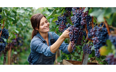 Vendemmia d’autunno 2025: 10 esperienze tra Langhe, Chianti e Valpolicella (cantine, borghi,...