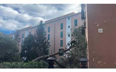 Albero crolla su palazzina popolare a trancia tubatura del gas