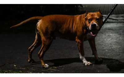 Azzannato da due cani pitbull in casa, 30enne in fin di vita in ospedale