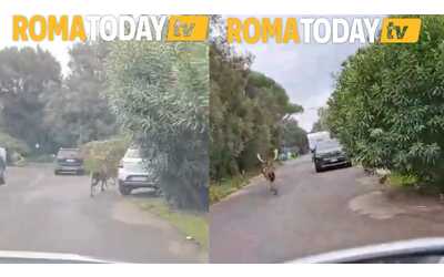 Daini corrono in strada a Fregene scortati dalla polizia locale