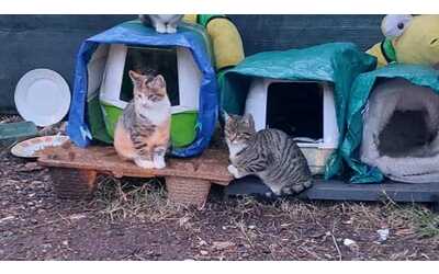 Strage di gatti al parco. Caccia al killer dei felini