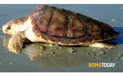 Tartarughe caretta trovate morte nelle spiagge di Passoscuro e Capocotta