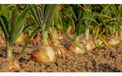 A Castrovillari Cs la cipolla bianca un nuovo Presidio Slow Food