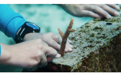 Aruba intensifica gli sforzi per la tutela del patrimonio naturale con interventi mirati sui propri ecosistemi