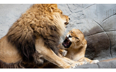Danimarca, zoo chiede di donare animali vivi per nutrire i predatori