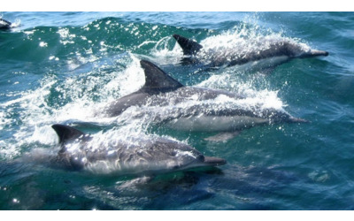 Estate fuori stagione: esperienze tra cielo, mare e terra all'isola d'Elba a settembre e oltre