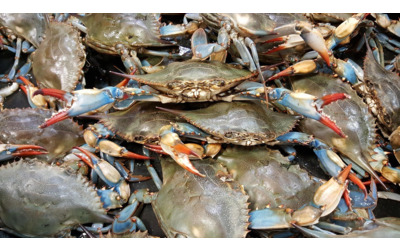 Granchio blu, Fedagripesca Toscana: invasione in tutta la costa