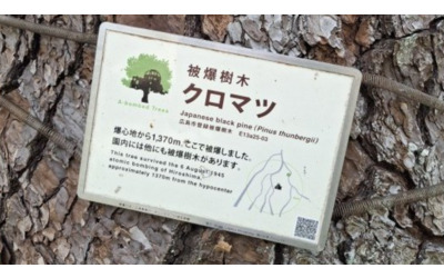 Hiroshima: PEFC porta in Italia gli Hibakujumoku, alberi sopravvissuti alla bomba atomica