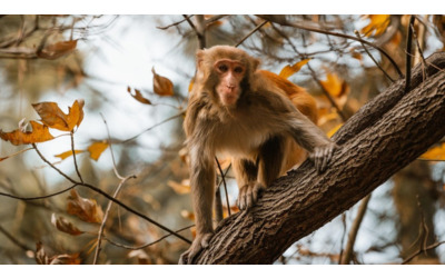 I gioielli del Sud Est asiatico con Kibo