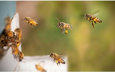 L’importanza delle api nei masi Gallo Rosso: “Oro liquido” dall’Alto Adige