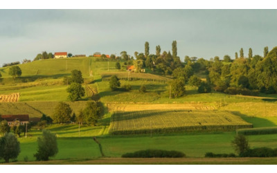 La vendemmia si vive on the road: ecco i percorsi vinicoli più iconici d’Europa