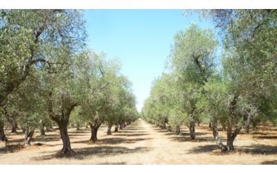 Oleoturismo il 64 dei viaggiatori italiani interessato a esperienze a tema olio